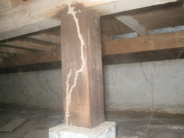 シロアリの蟻道ができた建物の床下