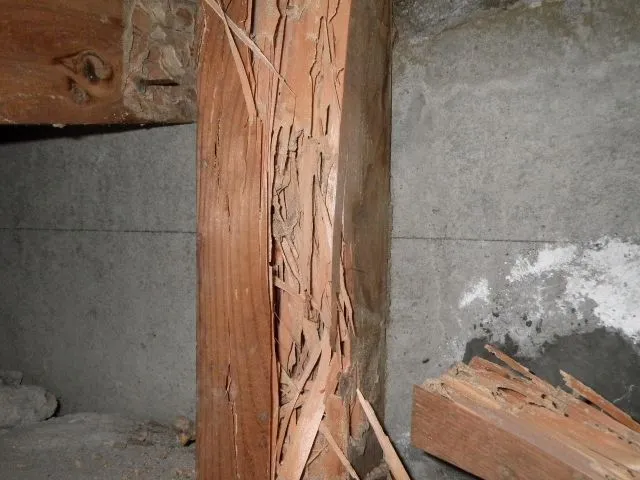 シロアリの蟻道ができた建物の床下
