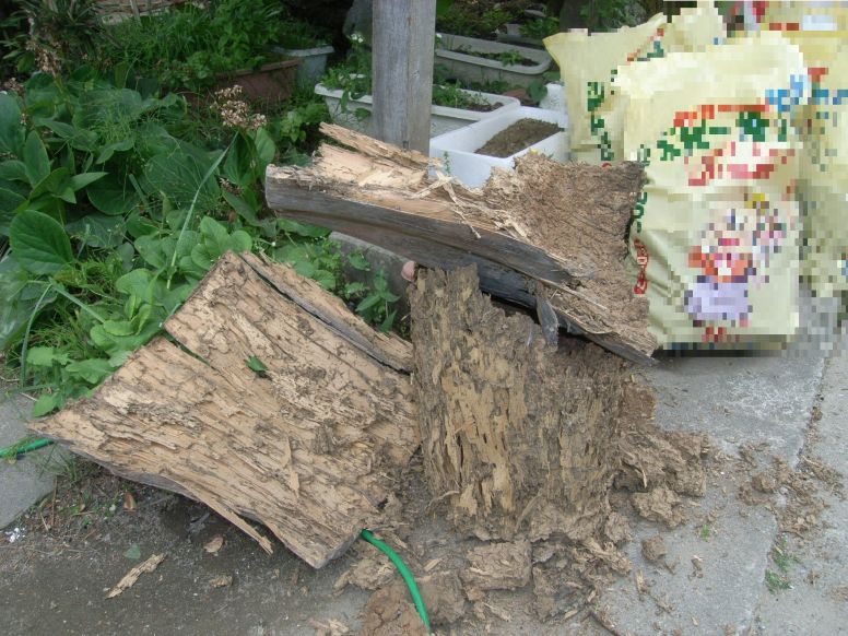 シロアリ被害を招きやすい廃材が置きっぱなしになっている庭の様子