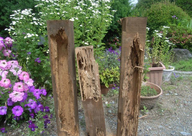 シロアリに食害された痕跡のある木材