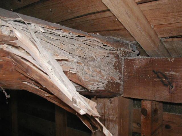 シロアリの食害にあった建物の一部