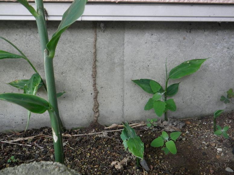 外壁に作られたシロアリの蟻道