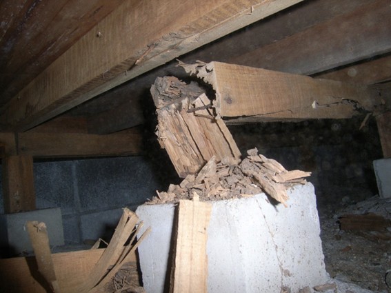 床下のシロアリ被害