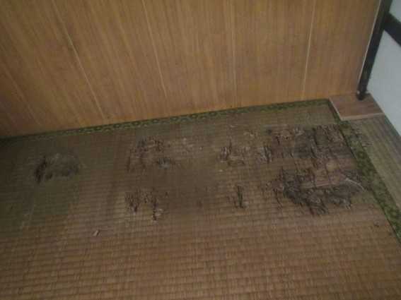 シロアリ食害が進んだ和室の畳