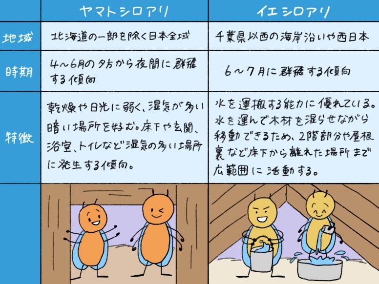 ヤマトシロアリとイエシロアリの生態比較
