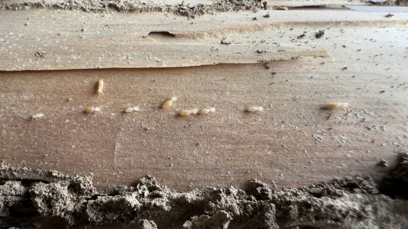 木材に群がるシロアリ