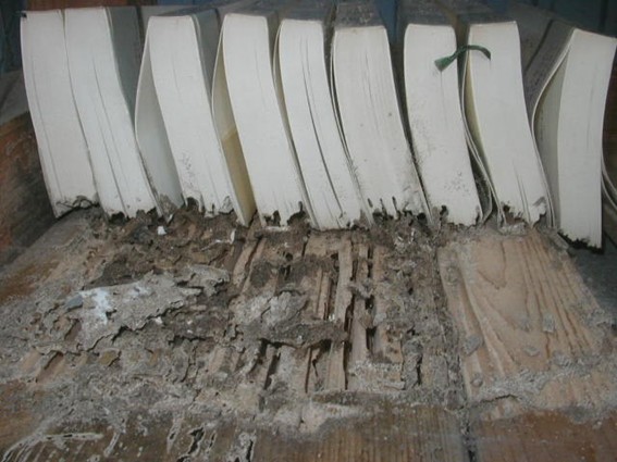 シロアリに食い荒らされた木材と書籍（本）