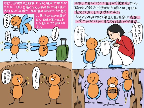 シロアリの羽アリが発生する理由と季節