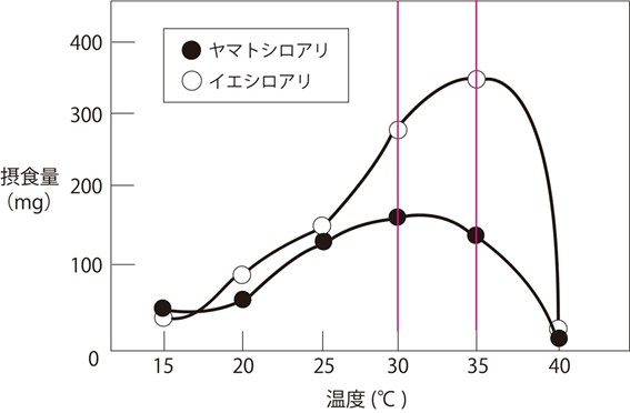 ヤマトシロアリとイエシロアリの温度による摂食量の違い