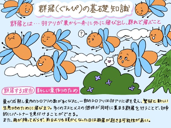 シロアリの羽アリの群飛の基礎知識