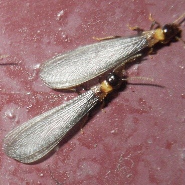 ヤマトシロアリの羽アリ