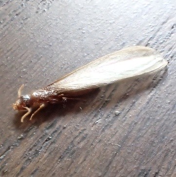 イエシロアリの羽アリ