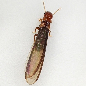 アメリカシロアリの羽アリ