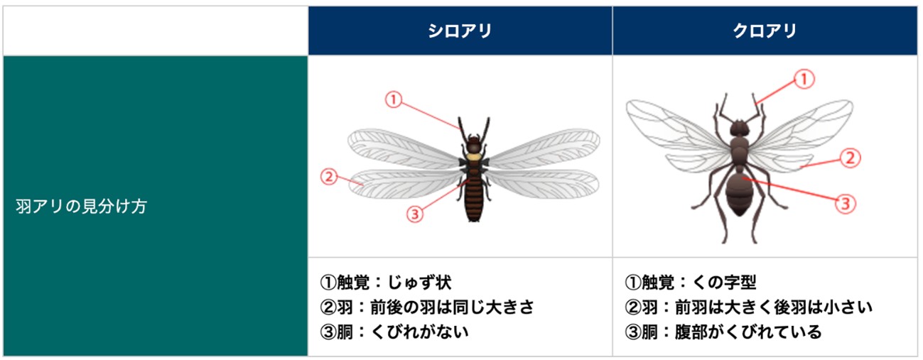 シロアリとクロアリにおける羽アリの見分け方