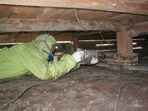 シロアリとクロアリにおける羽アリの見分け方