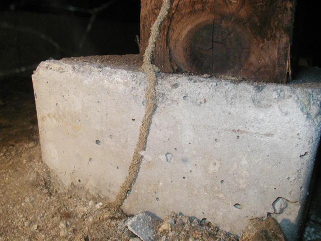 地面から建物に延びた蟻道