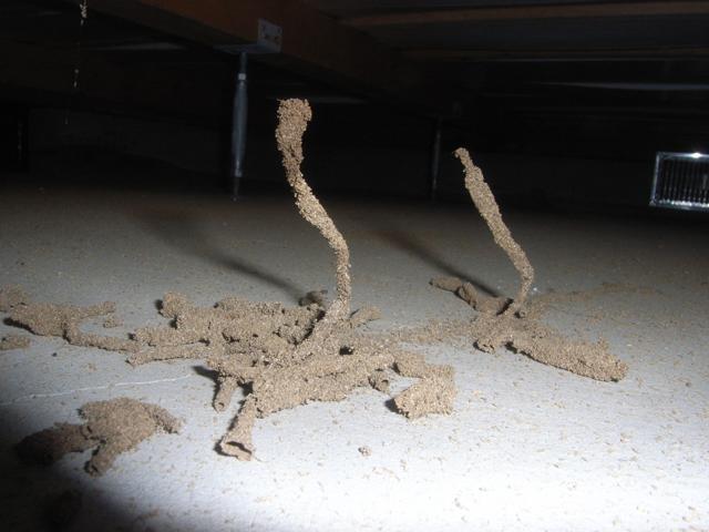 地上に伸びた蟻道