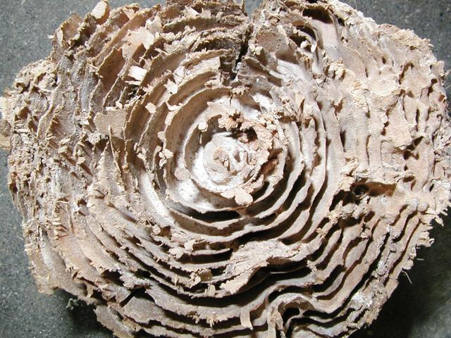 シロアリによる食害でスカスカになった木材の内部