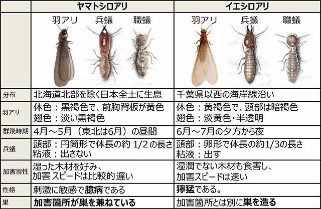 ヤマトシロアリとイエシロアリのそれぞれの特徴と役職
