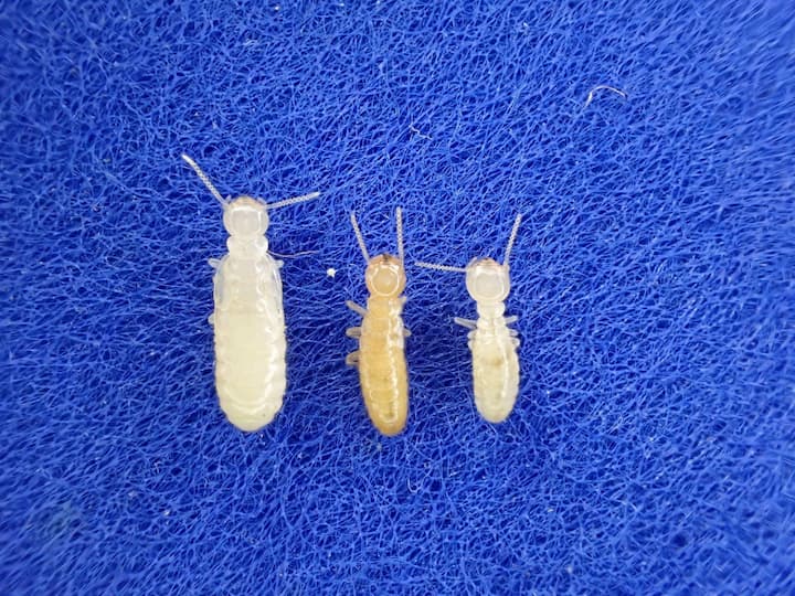 【シロアリの全貌】生態や被害は？種類と見分け方から駆除対策まで解説