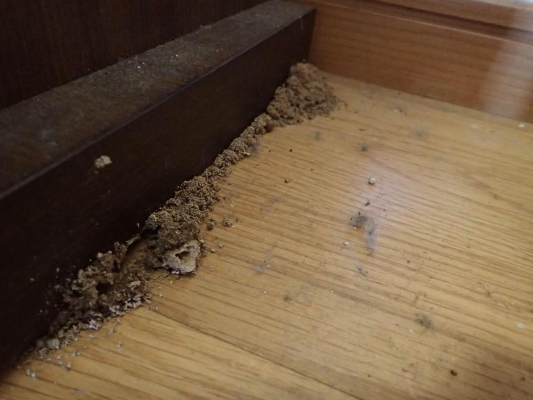 シロアリ被害によって室内に木くずや土などが落ちている様子