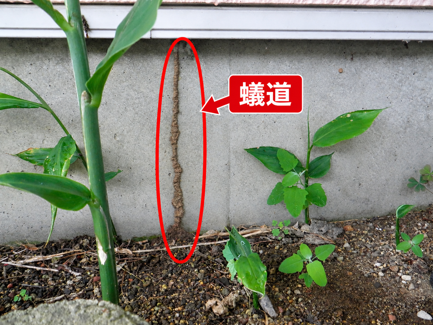 家の外回りの基礎コンクリートにできた蟻道
