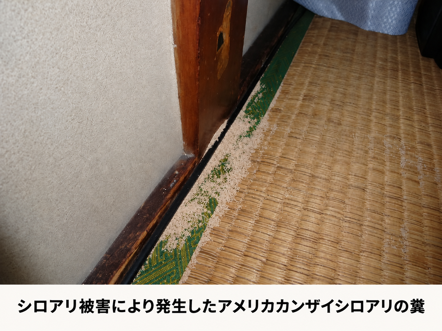 アメリカカンザイシロアリの糞