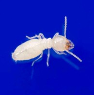 ヤマトシロアリの職蟻