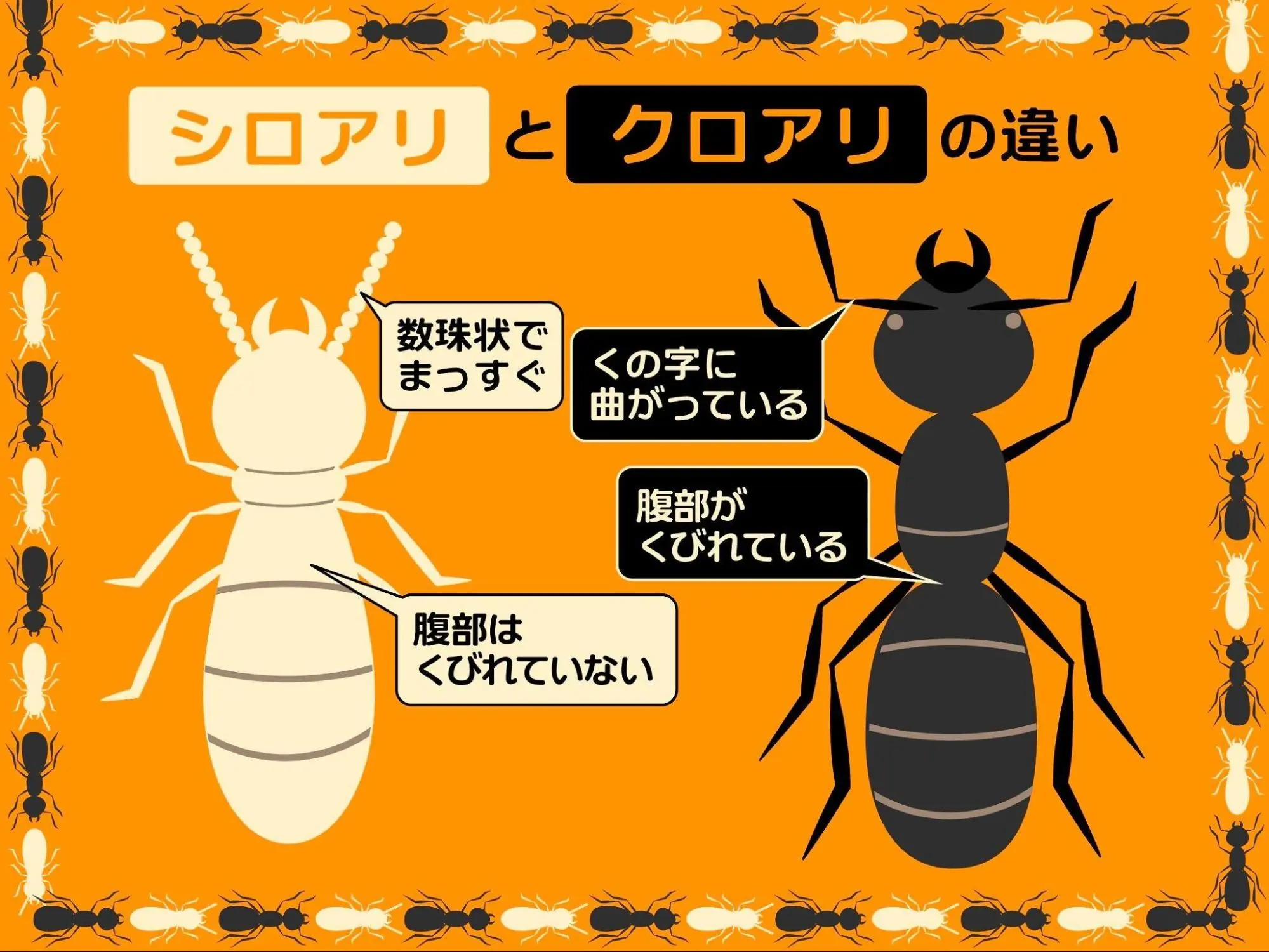 シロアリとクロアリの職蟻の見分け方