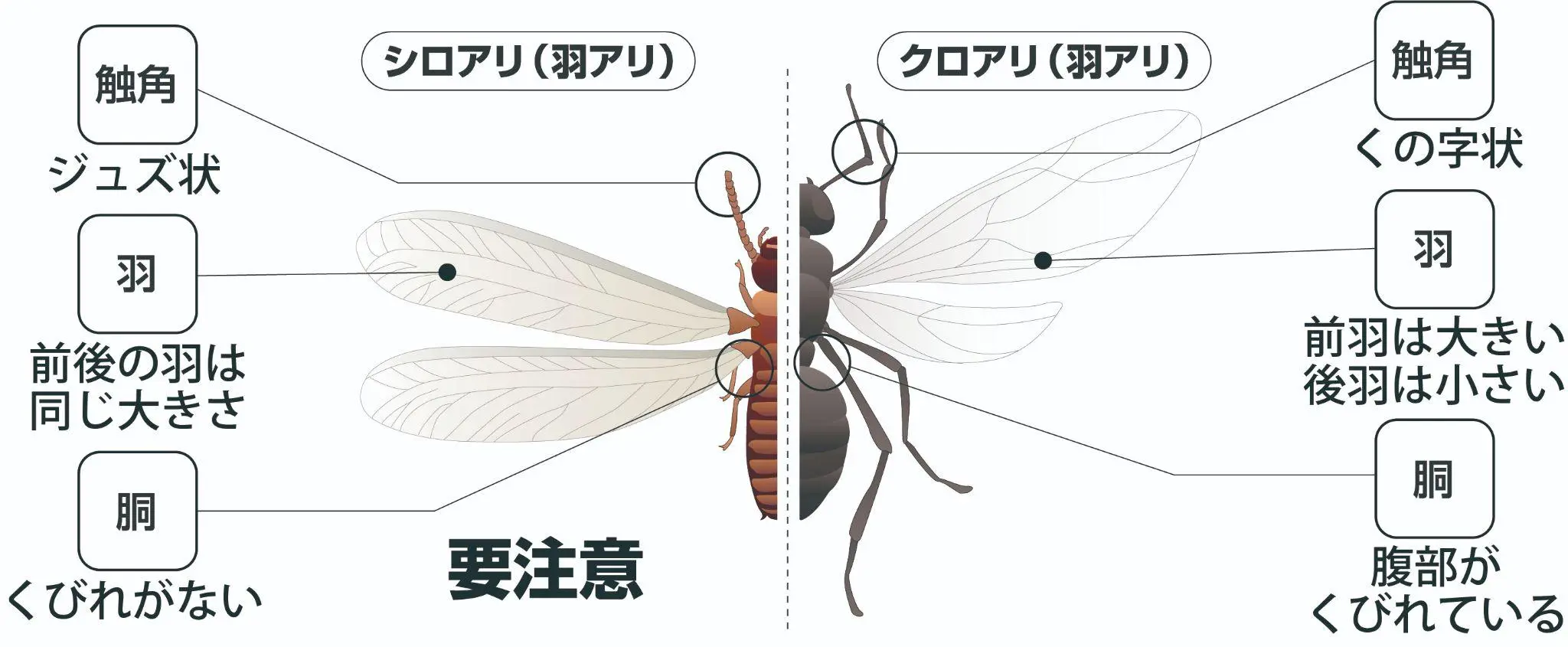 シロアリとクロアリの羽アリの見分け方
