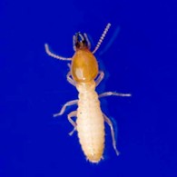 イエシロアリの兵蟻