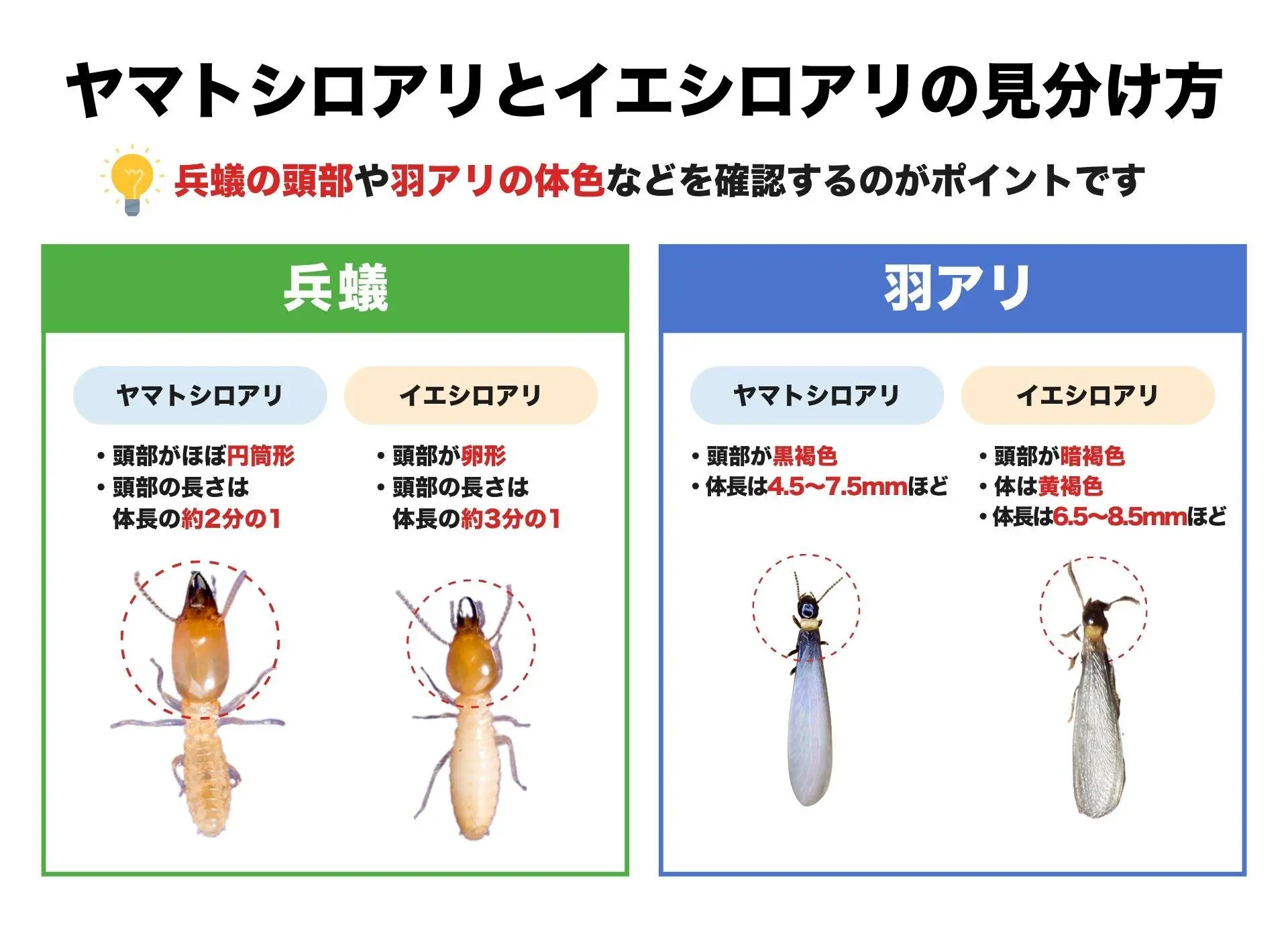ヤマトシロアリとイエシロアリの見分け方