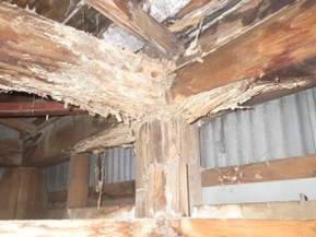 シロアリ被害を激しく受けた建物の内部