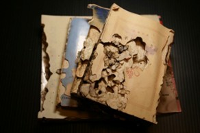 シロアリ被害にあった書籍