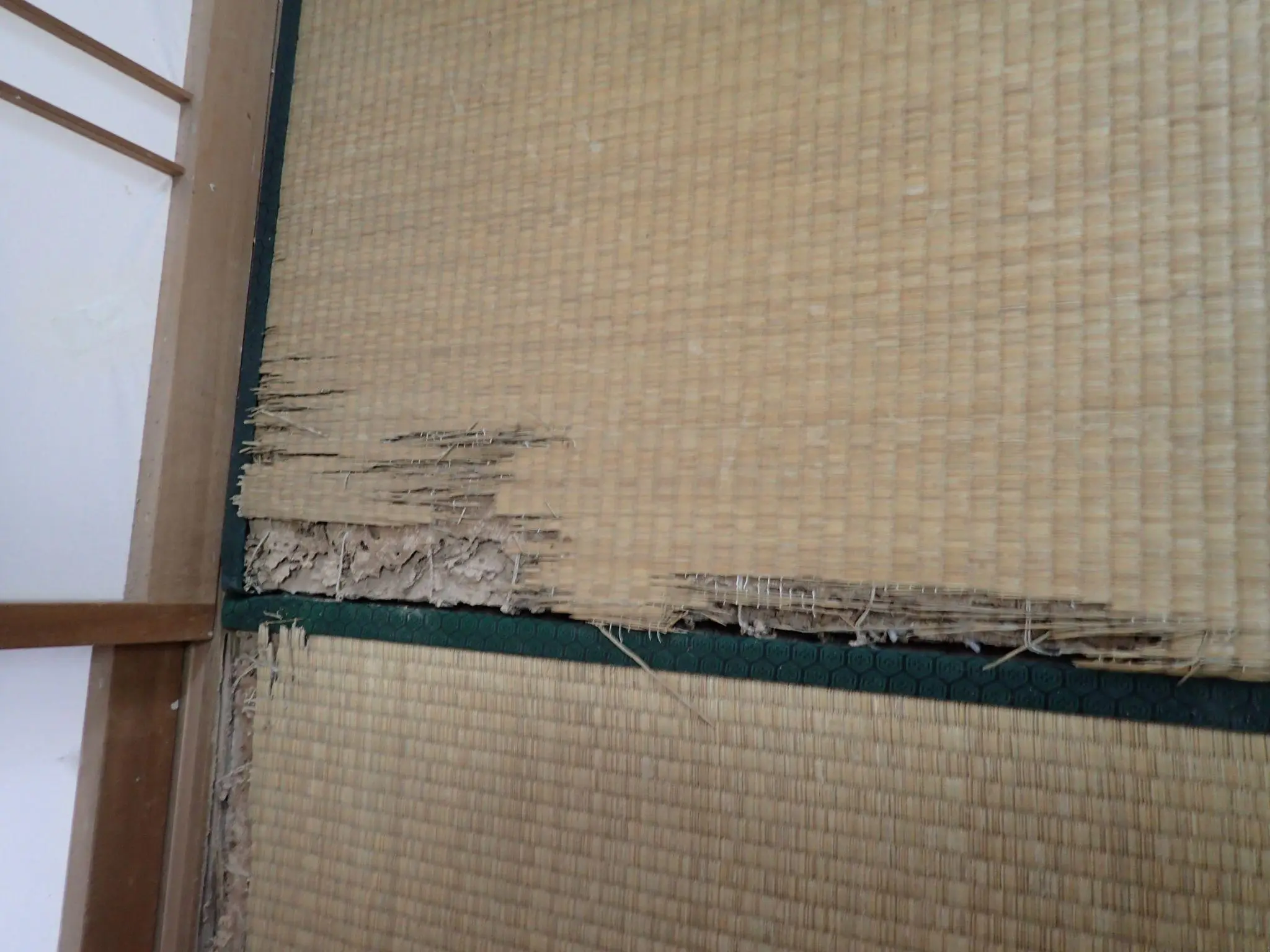 畳のシロアリ被害