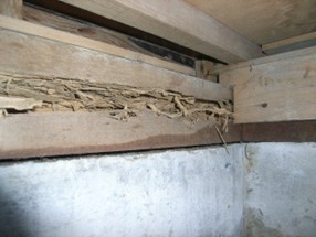シロアリの被害(確認後)