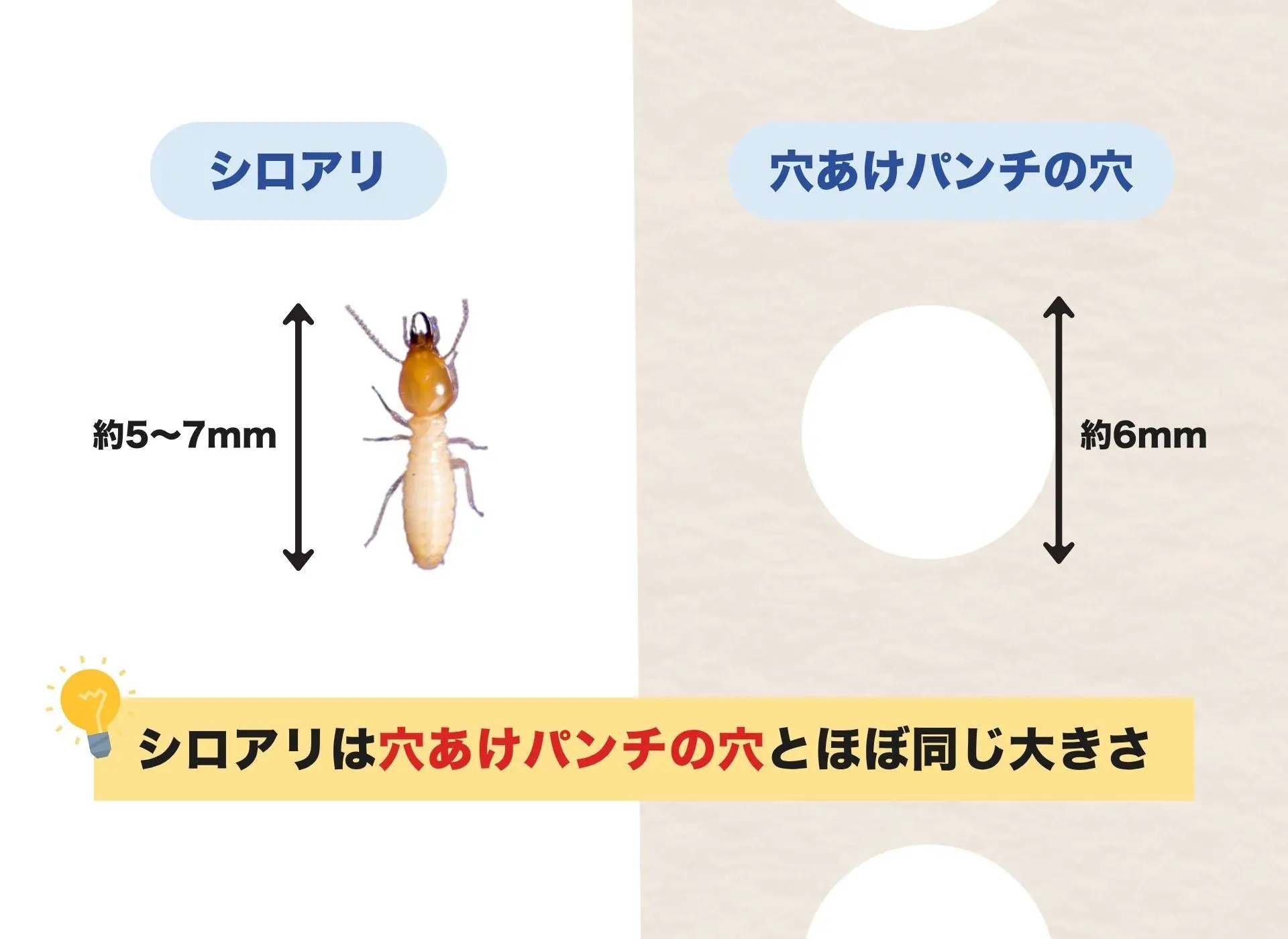 シロアリの実寸