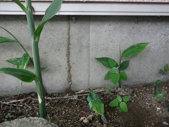 シロアリの蟻道