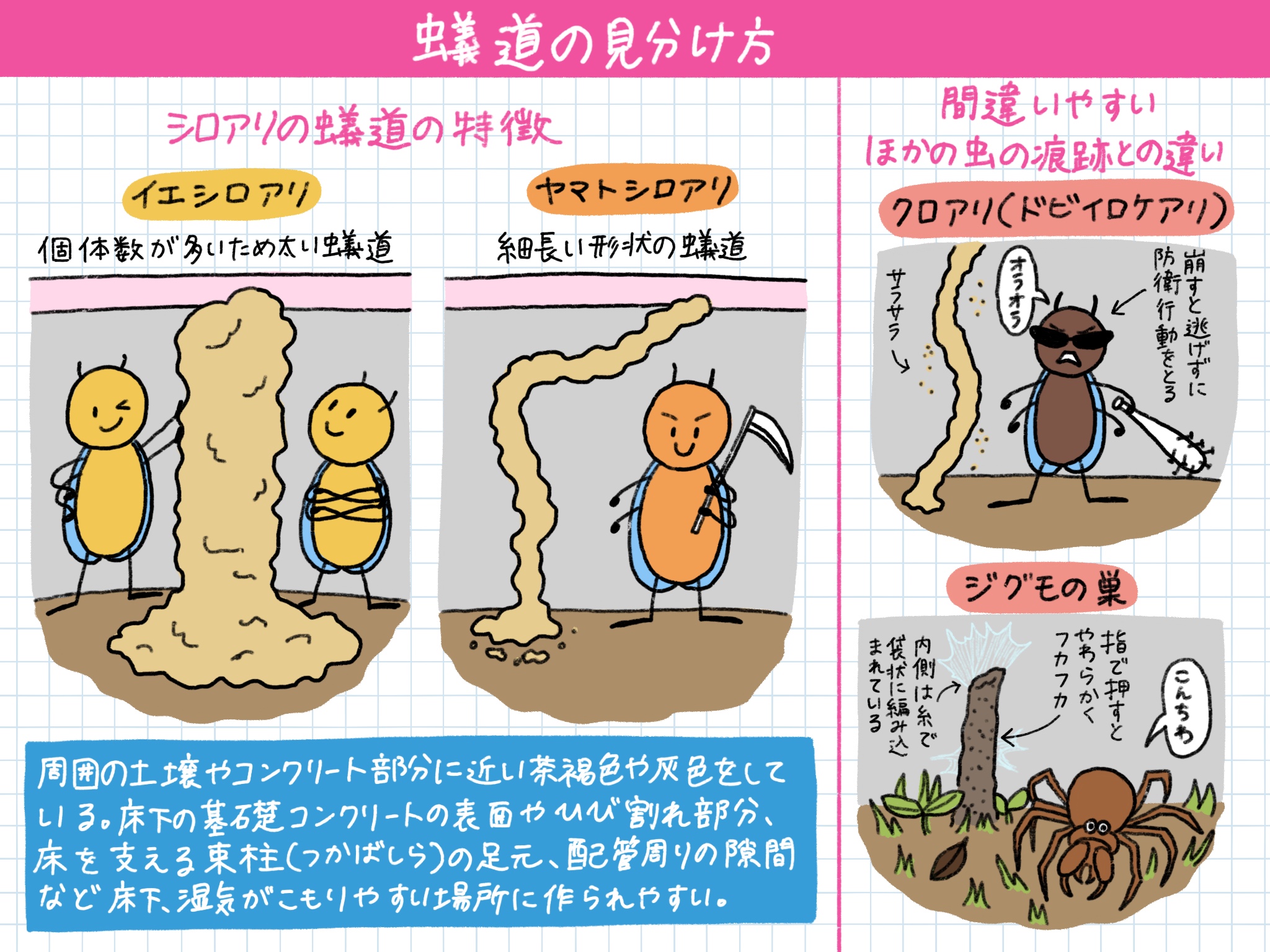 イエシロアリの蟻道