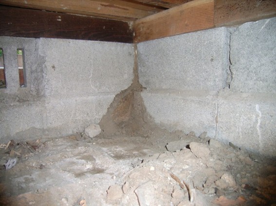 ヤマトシロアリの蟻道