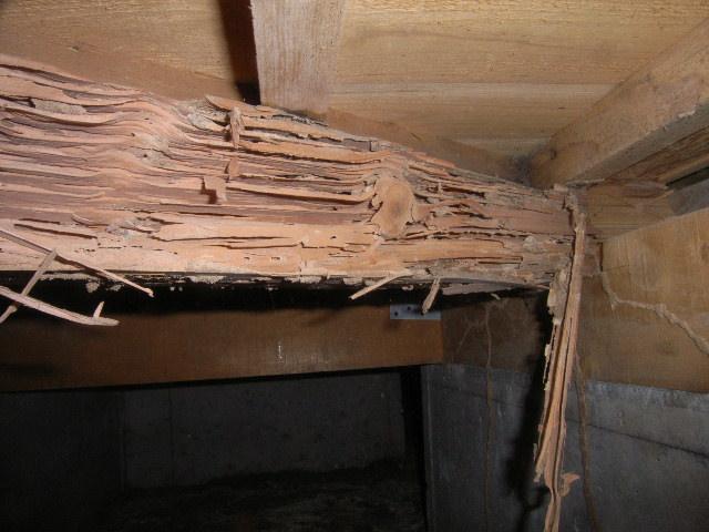 シロアリに食い荒らされた家の土台