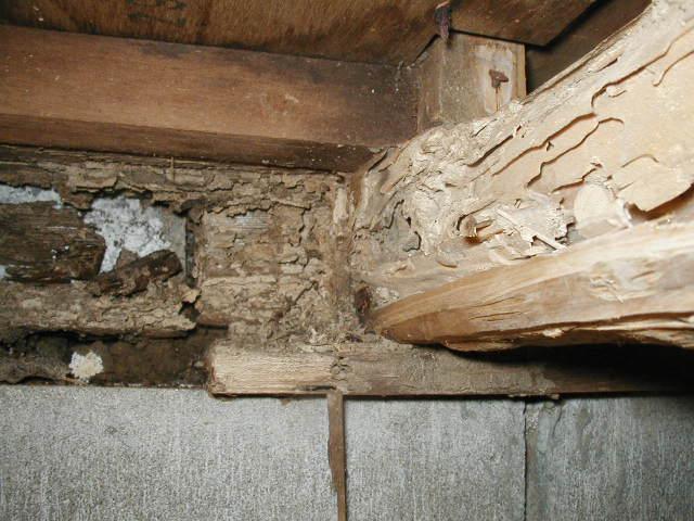 住宅の床下のシロアリ被害の様子