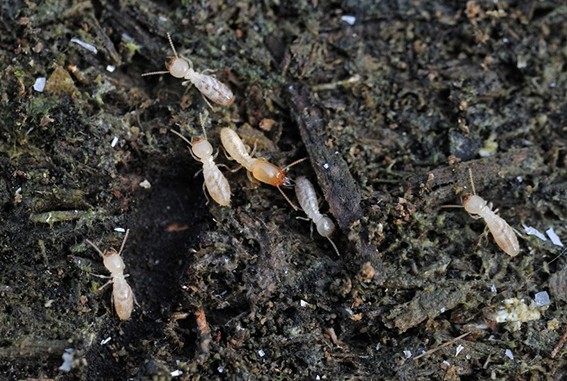 シロアリの活動の様子