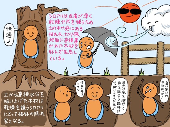 シロアリは庭や土の中にいる？よくいる場所