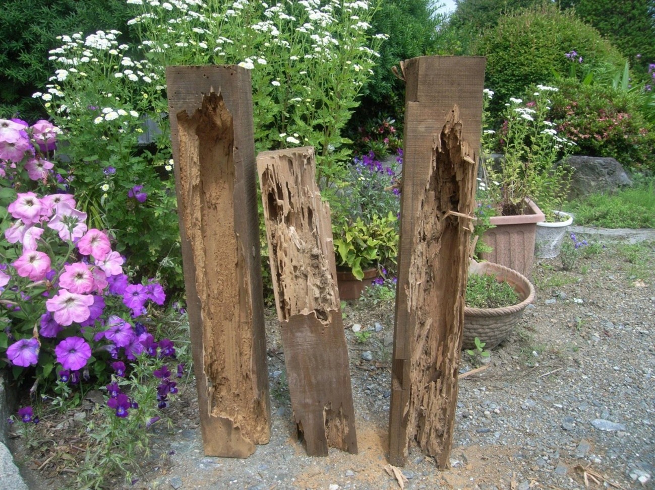 シロアリの食害を受けた庭の木材