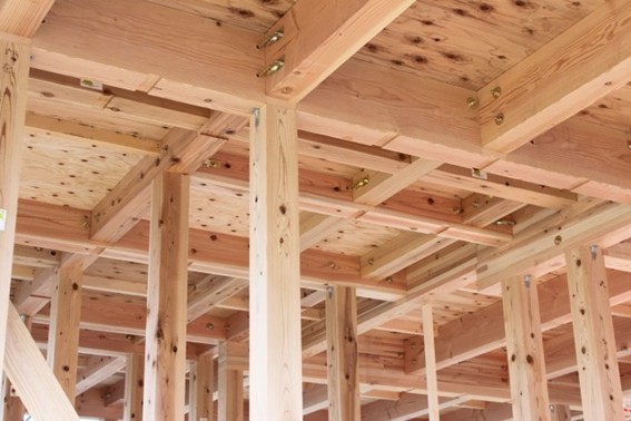 木材に群がるシロアリの様子