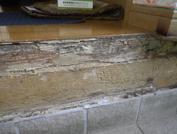 玄関の框のシロアリ被害