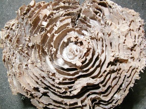 シロアリ被害で内部が空洞になった木材