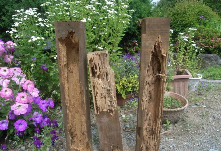 庭の廃材のシロアリ被害の様子