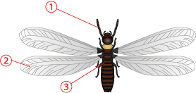 シロアリ防除 シロアリ 羽アリの見分け方と対処方法 株式会社アサンテ